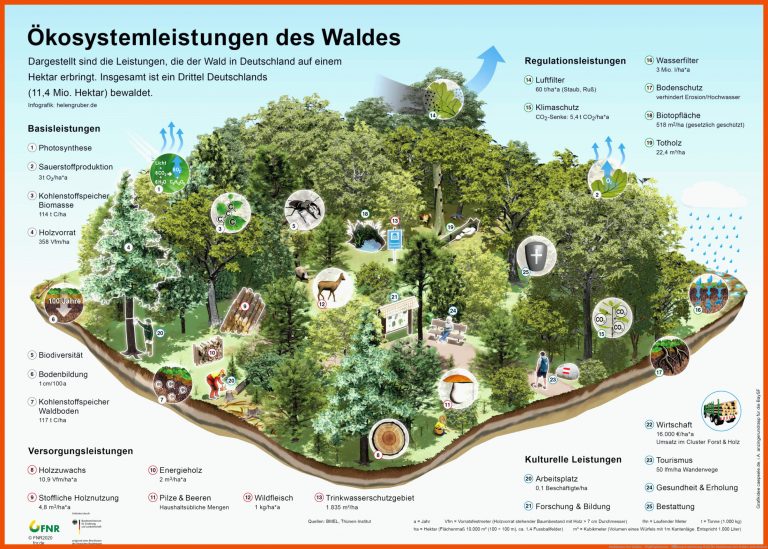 Funktionen des Waldes - Waldfunktionen - Ãkosystemleistung Wald für funktionen des waldes arbeitsblatt