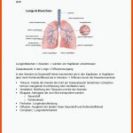 Gasaustausch In Der Lunge -&gt; Findet In Den LungenblÃ¤schen ... Fuer Gasaustausch Lungenbläschen Arbeitsblatt