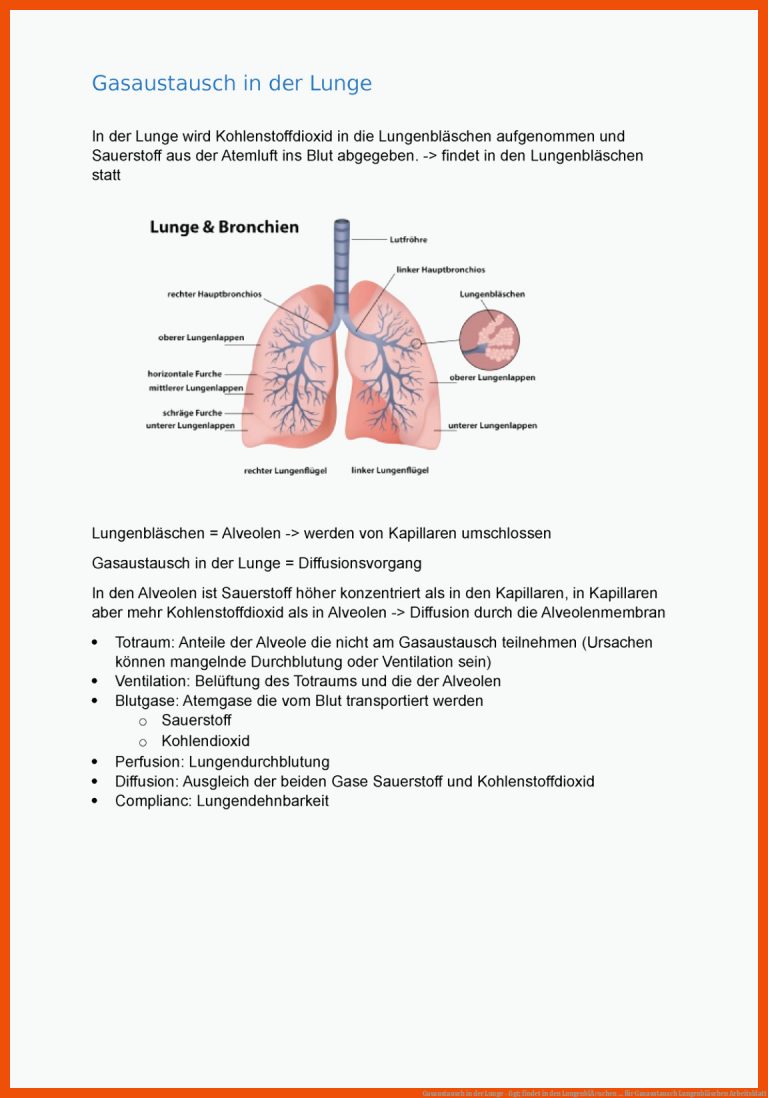 Gasaustausch in der Lunge -&gt; findet in den LungenblÃ¤schen ... für gasaustausch lungenbläschen arbeitsblatt