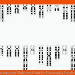 Gc1d75b Karyogramm (unknown Cache) In Steiermark, Austria Created ... Fuer Karyogramm Des Menschen Arbeitsblatt