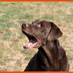 Gebiss Hund: Was Du Ã¼ber Das Hundegebiss Wissen solltest Fuer Hundegebiss Arbeitsblatt