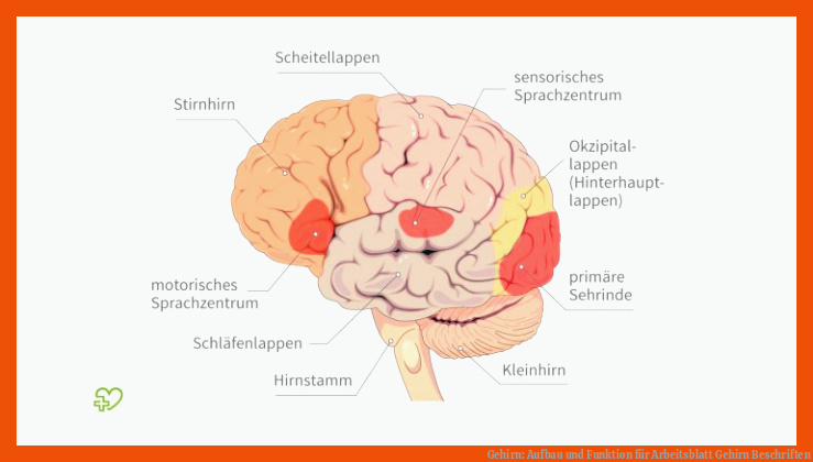 Gehirn: Aufbau und Funktion für arbeitsblatt gehirn beschriften