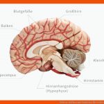 Gehirn: Aufbau Und Funktion Fuer Gehirn Aufbau Und Funktion Arbeitsblatt