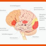 Gehirn: Aufbau Und Funktion Fuer Gehirn Aufbau Und Funktion Arbeitsblatt