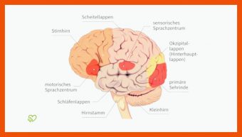 Gehirn Aufbau Und Funktion Arbeitsblatt