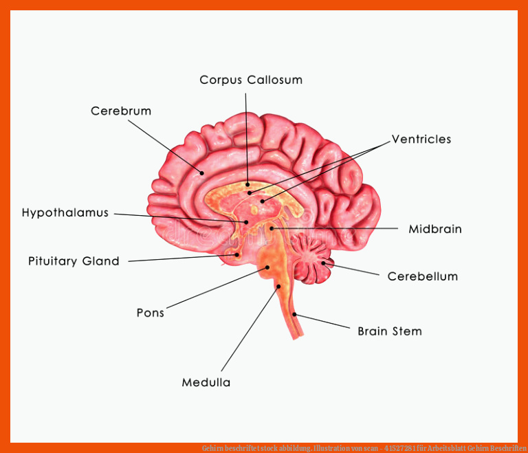 Gehirn beschriftet stock abbildung. Illustration von scan - 41527281 für arbeitsblatt gehirn beschriften