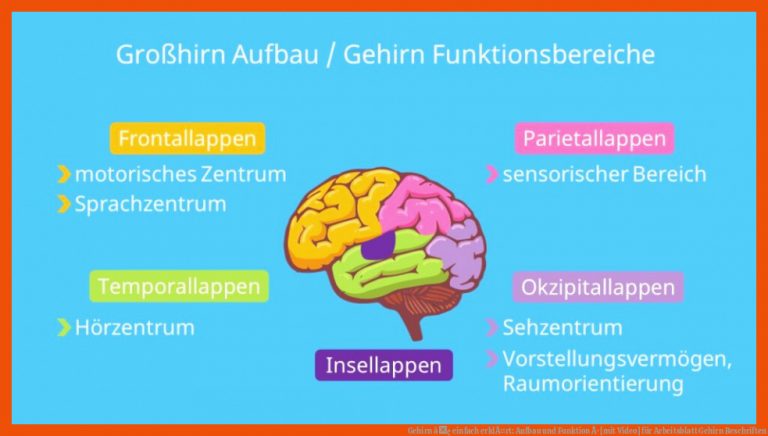 Gehirn â¢ einfach erklÃ¤rt: Aufbau und Funktion Â· [mit Video] für arbeitsblatt gehirn beschriften