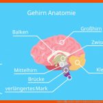 Gehirn â¢ Einfach ErklÃ¤rt: Aufbau Und Funktion Â· [mit Video] Fuer Arbeitsblatt Gehirn Beschriften