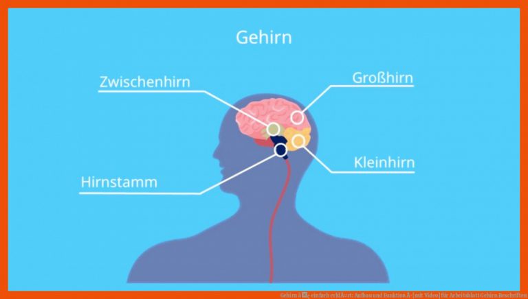 Gehirn â¢ einfach erklÃ¤rt: Aufbau und Funktion Â· [mit Video] für arbeitsblatt gehirn beschriften