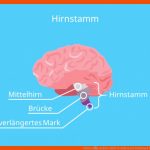 Gehirn â¢ Einfach ErklÃ¤rt: Aufbau Und Funktion Â· [mit Video] Fuer Arbeitsblatt Gehirn Beschriften