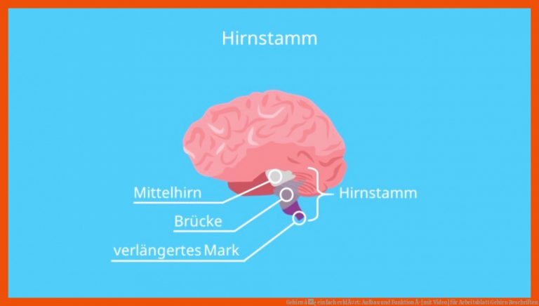 Gehirn â¢ einfach erklÃ¤rt: Aufbau und Funktion Â· [mit Video] für arbeitsblatt gehirn beschriften