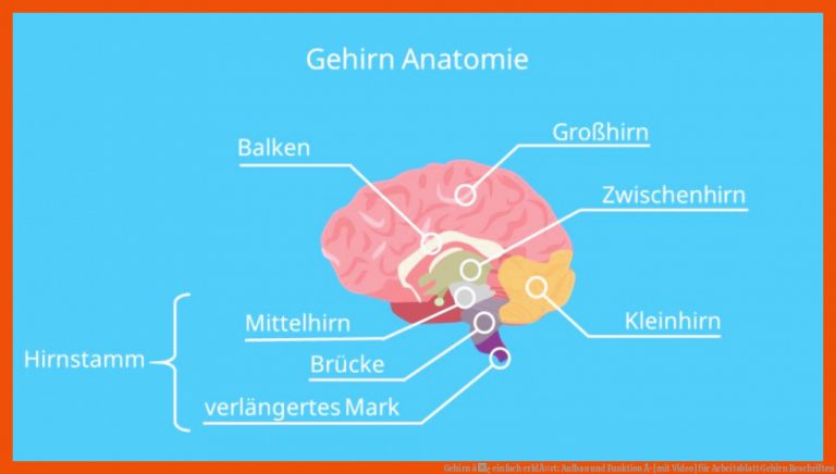 Gehirn â¢ einfach erklÃ¤rt: Aufbau und Funktion Â· [mit Video] für arbeitsblatt gehirn beschriften