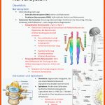Gehirn Und Zentrales Nervensystem Zusammenfassung - Kit - Docsity Fuer Muskulatur Und Bewegung Arbeitsblatt Mit Lösungen