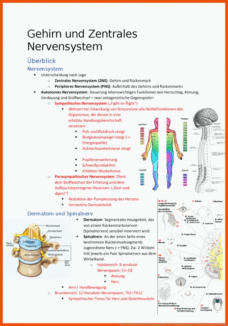 Gehirn Und Zentrales Nervensystem Zusammenfassung - Kit - Docsity Fuer Muskulatur Und Bewegung Arbeitsblatt Mit Lösungen