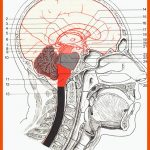 Gehirnabschnitte Fuer Nervensystem Arbeitsblatt Pdf
