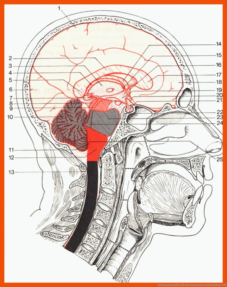 Gehirnabschnitte für nervensystem arbeitsblatt pdf