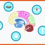Gehirnjogging-Ãbungen â Einfach, UngewÃ¶hnlich, Wirksam - ZeitblÃten Fuer Kognitives Training Arbeitsblätter
