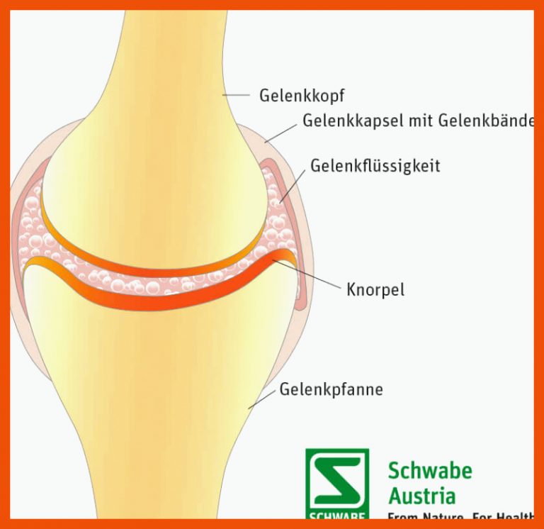 Gelenke â Aufbau, formen & Krankheiten Schwabe Austria Fuer Aufbau Eines Gelenks Arbeitsblatt