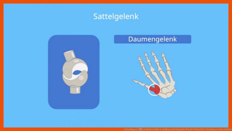 Gelenktypen â¢ einfach erklÃ¤rt, Aufbau und Beispiele Â· [mit Video] für gelenktypen arbeitsblatt