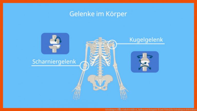 Gelenktypen â¢ einfach erklÃ¤rt, Aufbau und Beispiele Â· [mit Video] für gelenktypen arbeitsblatt