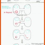 Genetik: Bakterien Und Konjugation Fuer Bakterienformen Arbeitsblatt