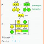 Genetik Fuer Dihybrider Erbgang Arbeitsblatt