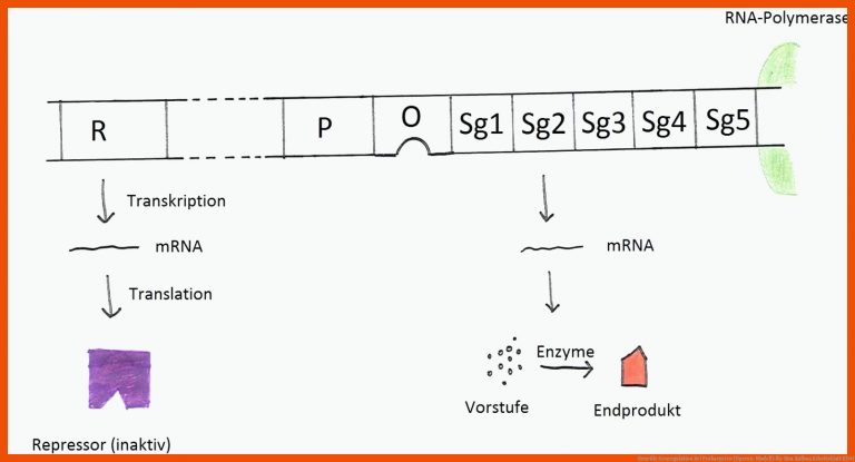 Genetik: Genregulation Bei Prokaryoten (operon-modell) Fuer Dna Aufbau Arbeitsblatt Klett