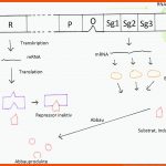 Genetik: Genregulation Bei Prokaryoten (operon-modell) Fuer Stoffwechselwege Im überblick Arbeitsblatt