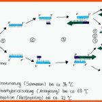 Genetik: Pcr - Die Polymerase-kettenreaktion Zur Dna-vervielfÃ¤ltigung Fuer Gelelektrophorese Arbeitsblatt