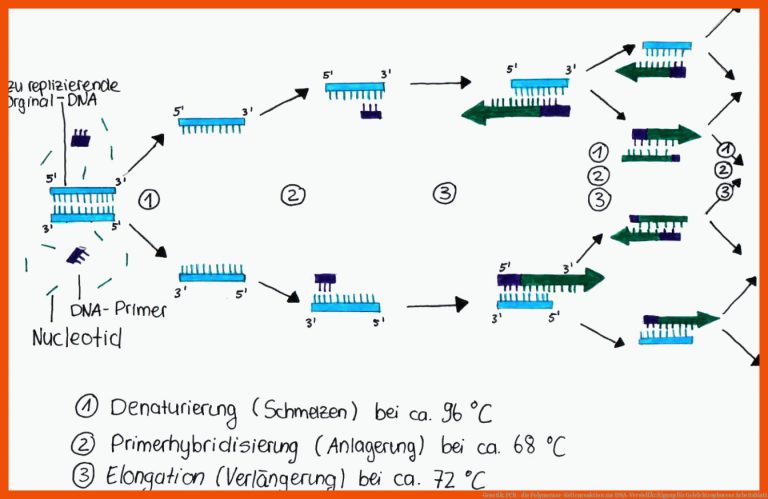 Genetik: PCR - die Polymerase-Kettenreaktion zur DNA-VervielfÃ¤ltigung für gelelektrophorese arbeitsblatt