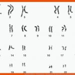 Genetik: Zellkern - Chromosomen - Karyogramm Fuer Aufbau Eines Chromosoms Arbeitsblatt Lösungen
