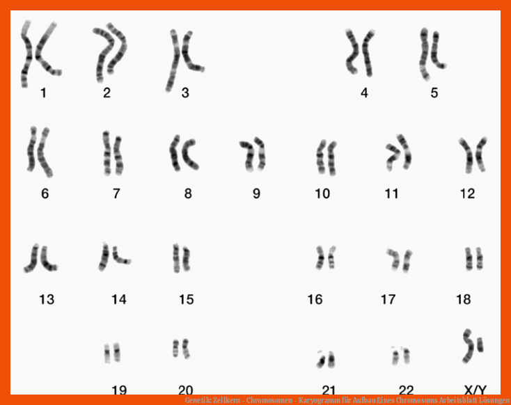 Genetik: Zellkern - Chromosomen - Karyogramm für aufbau eines chromosoms arbeitsblatt lösungen