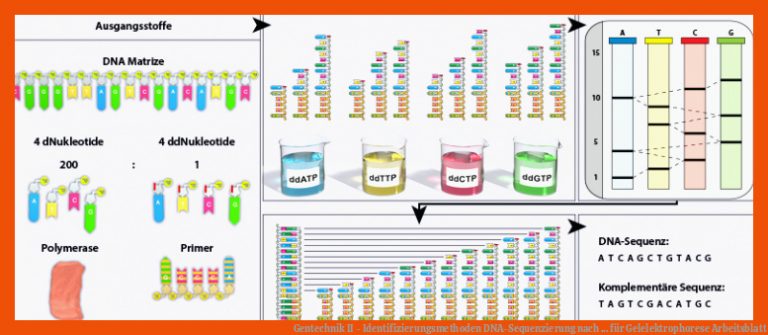Gentechnik II - Identifizierungsmethoden DNA-Sequenzierung nach ... für gelelektrophorese arbeitsblatt