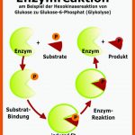 Genwirkkette Am Beispiel Neurospora Crassa Fuer Genwirkkette Arbeitsblatt