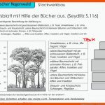 Geographie Klasse 8 - Tropischer Regenwald Teil 3 Fuer Stockwerkbau Regenwald Arbeitsblatt