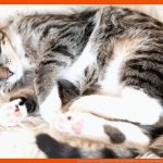 Geschichte Der Hauskatze: Wie Die Wildkatze Zum Stubentiger Wurde ... Fuer Abstammung Katze Arbeitsblatt