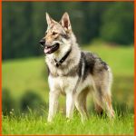 Geschichte Des Hundes: Vom Wolf Zum Hund - [geolino] Fuer Vom Wolf Zum Hund Arbeitsblatt