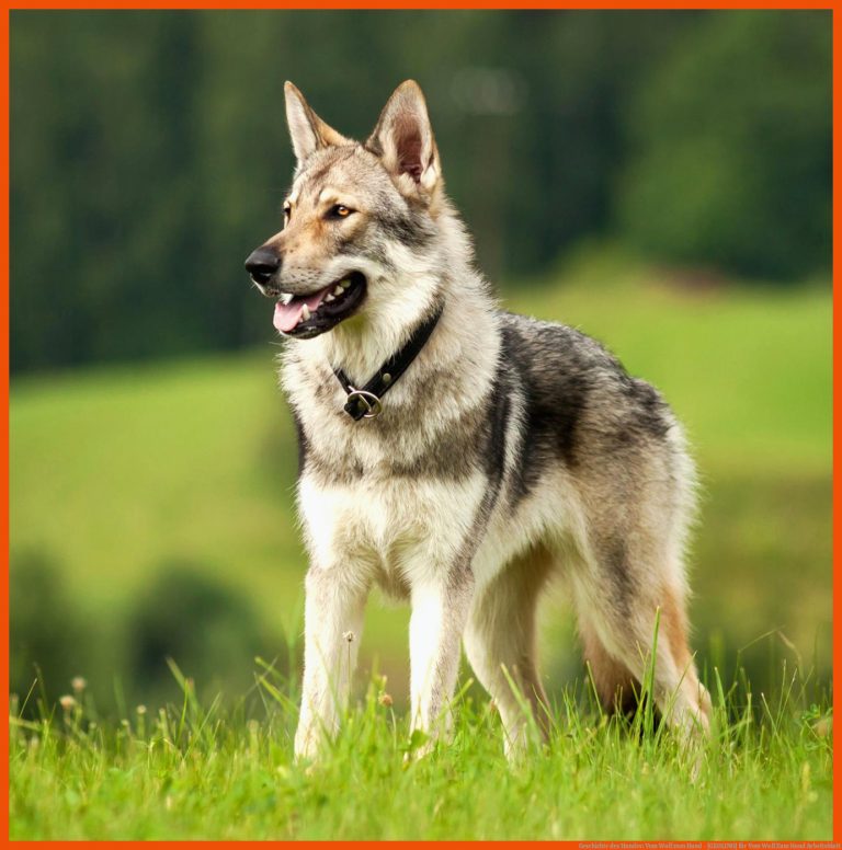 Geschichte des Hundes: Vom Wolf zum Hund - [GEOLINO] für vom wolf zum hund arbeitsblatt