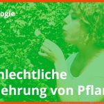 Geschlechtliche Vermehrung: so Vermehren Sich Pflanzen! â Biologie Duden Learnattack Fuer Vermehrung Von Pflanzen Arbeitsblätter