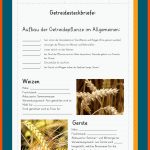 Getreide Fuer Sachunterricht Vom Korn Zum Brot Grundschule Arbeitsblätter