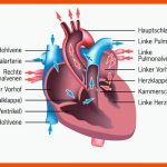 Grafik Zum Aufbau Des Herzens Herz Funktion, Anatomie Lernen ... Fuer Aufbau Des Herzens Arbeitsblatt