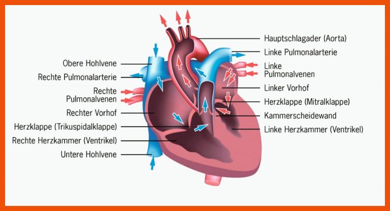 Grafik zum Aufbau des Herzens | Herz funktion, Anatomie lernen ... für aufbau des herzens arbeitsblatt