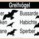 GreifvÃ¶gel - Flugbilder Gratis Biologie-lernplakat Wissens ... Fuer Arbeitsblatt Vogelzug