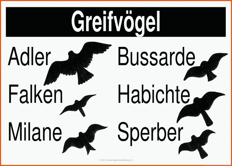 GreifvÃ¶gel - Flugbilder | gratis Biologie-Lernplakat Wissens ... für arbeitsblatt vogelzug