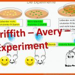 Griffith Und Avery Experiment(e) [transformierende Prinzip Der Dna, Biologie, Genetik] Fuer Avery Experiment Arbeitsblatt
