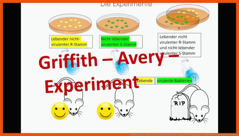 Griffith und Avery Experiment(e) [transformierende Prinzip der DNA, Biologie, Genetik] für avery experiment arbeitsblatt