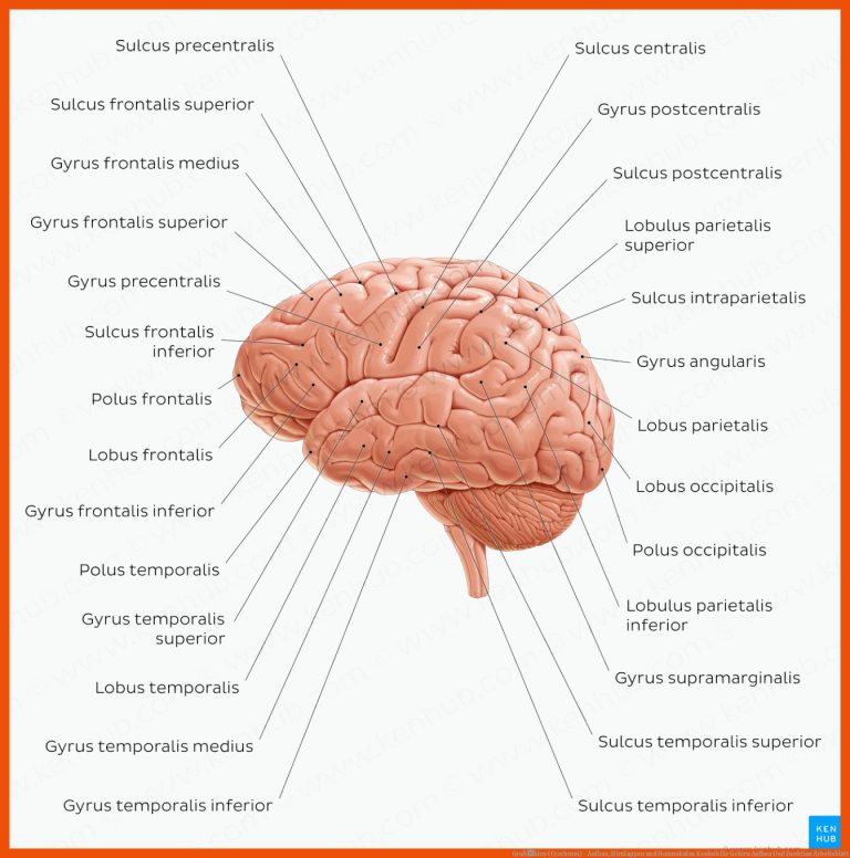GroÃhirn (cerebrum) - Aufbau, Hirnlappen Und Homunkulus Kenhub Fuer Gehirn Aufbau Und Funktion Arbeitsblatt