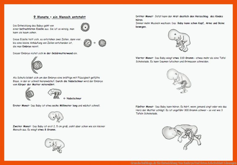 Grundschulblogs.de für entwicklung von embryo und fetus arbeitsblatt lösungen