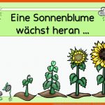 Grundschulblogs.de sonnenblumen, Pflanzen Mit Kindern ... Fuer sonnenblume Arbeitsblatt Kindergarten