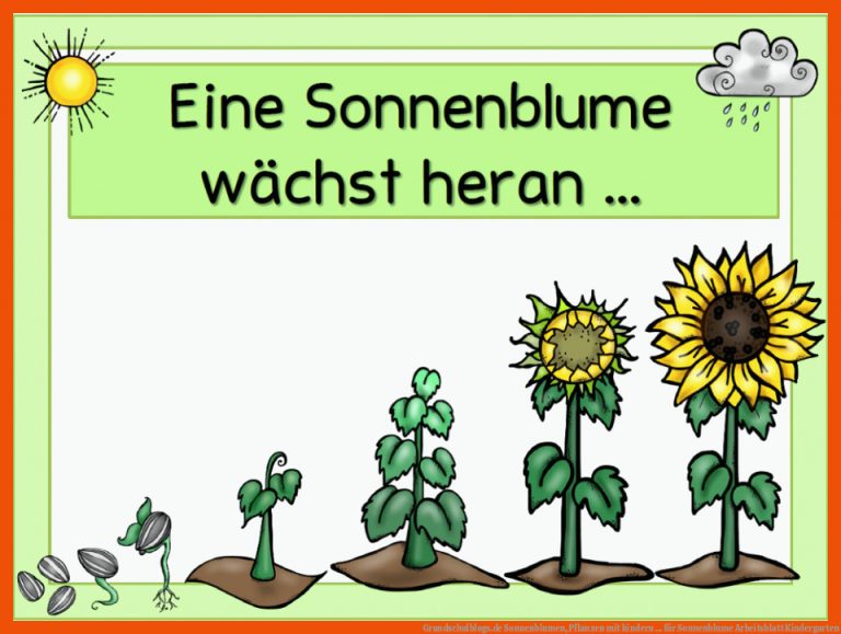 Grundschulblogs.de | Sonnenblumen, Pflanzen mit kindern ... für sonnenblume arbeitsblatt kindergarten